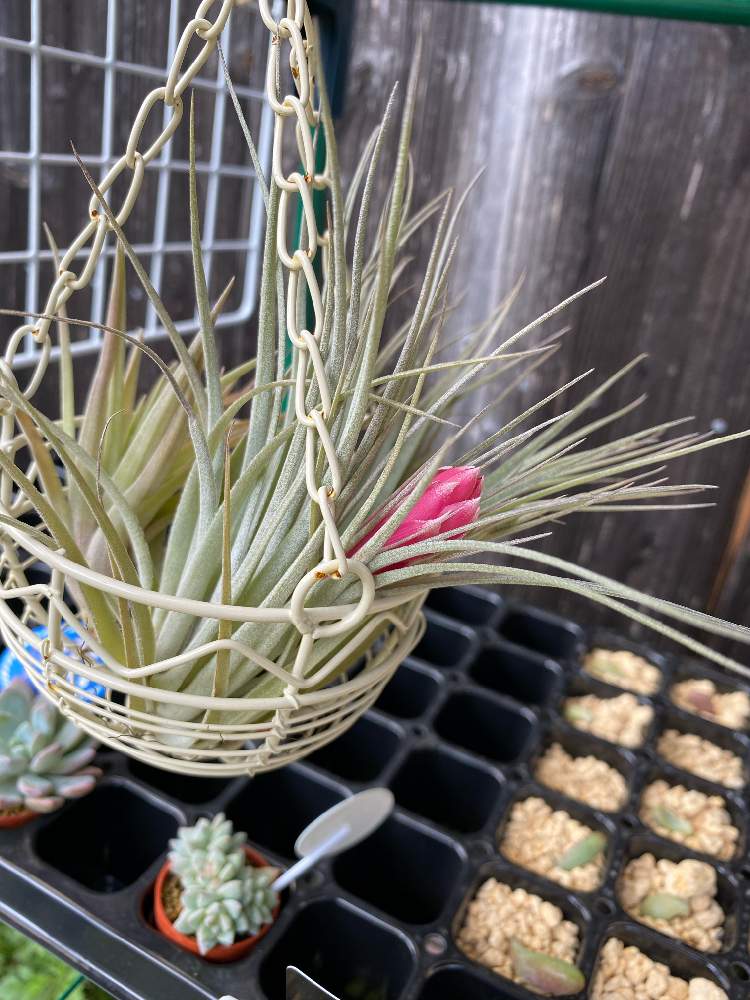 コットンキャンディの投稿画像 By ミッケさん エアプランツ女子とエアプランツlifeとエアープランツのある暮らしとおうち園芸と植中毒とエアプランツ のある暮らしと成長記録とエアプランツ 初心者 月10月26日 Greensnap グリーンスナップ