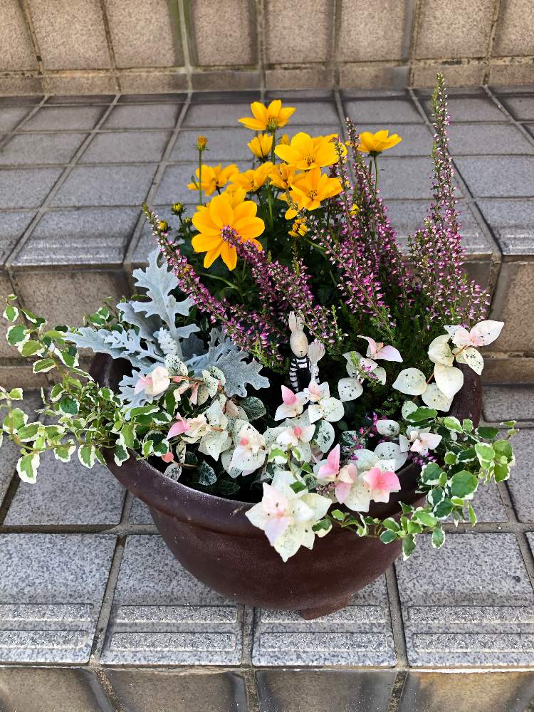 シロタエギクの投稿画像 By ゆっきんさん プミラとハツユキカズラとビデンス ゴールデンエンパイアとカルーナと寄せ植えとお迎えと季節の寄せ植えとゆっきん S プミラとゆっきん S 初雪カズラ 月10月26日 Greensnap グリーンスナップ