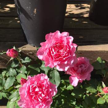 薔薇　ヒーリングの画像 by きゃらめる©︎さん | ばら バラ 薔薇とコマツガーデンとピンクのバラ♡とお仕事と良いお天気と薔薇　ヒーリングとバラ 鉢植えとバラ  ヒーリングとバラを楽しむと波打つ花びら