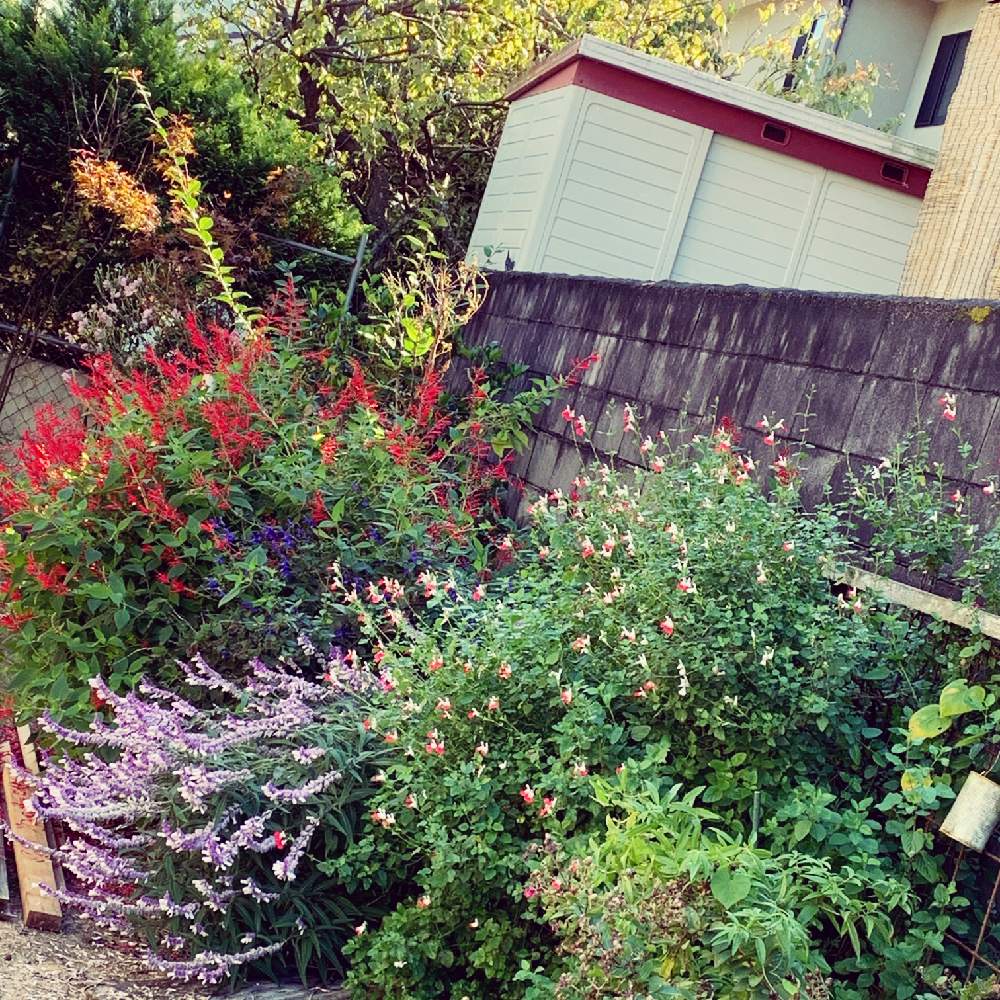 本日のハーブの投稿画像 By Moca Mocoさん セージの花とナチュラルガーデンとおうち園芸と今日のお花と赤い花とジャンクガーデン 月10月26日 Greensnap グリーンスナップ