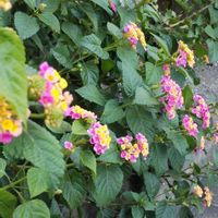 ランタナの画像