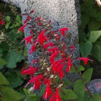 チェリーセージの画像