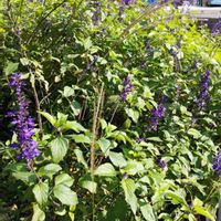 ブルーサルビアの画像