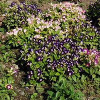 トレニアの画像