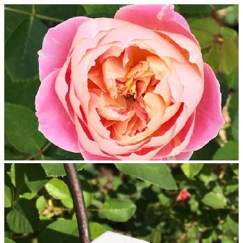 バラの小道の画像 by pipiさん | アプローチとバラの小道と挿木花とピンクの薔薇とピンクの花とおうち園芸と我家の花達と花のある暮らし