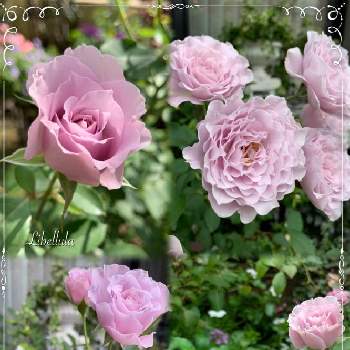 ライラック色のバラの投稿画像一覧 Greensnap グリーンスナップ