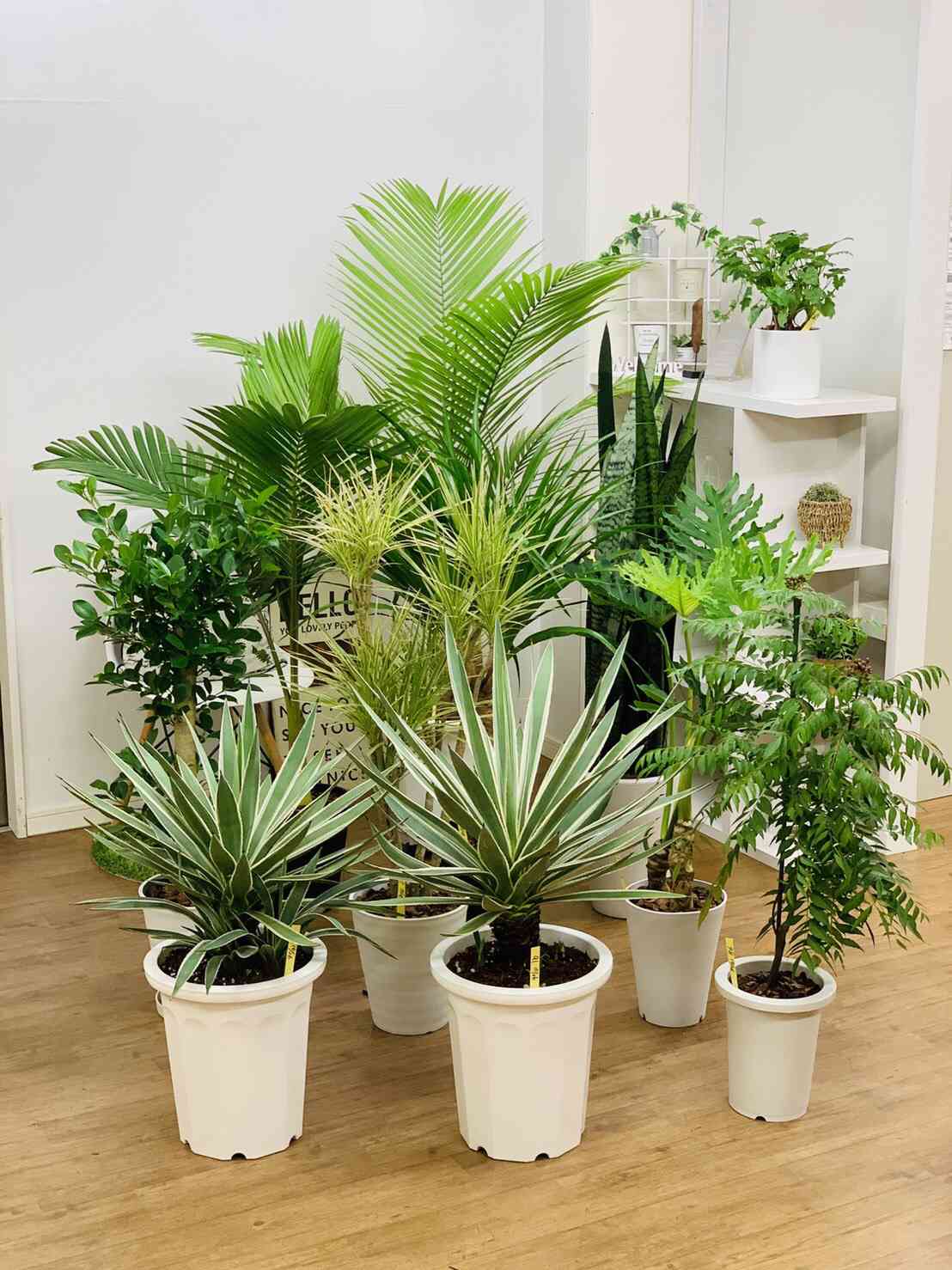 ラベニアヤシの一覧｜🍀GreenSnap（グリーンスナップ）