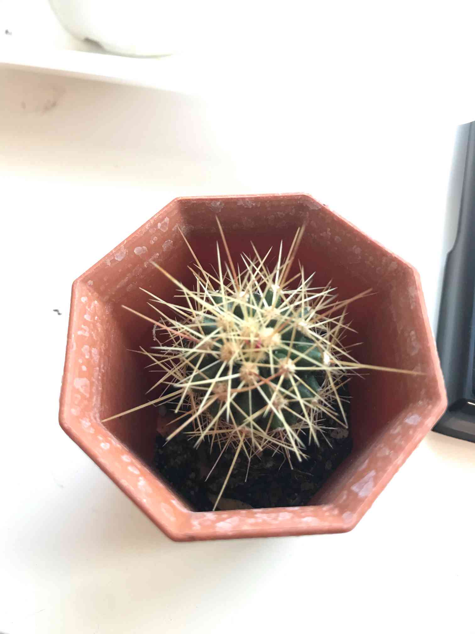 サボテンです(´◡` )♩ ᴏɴʟɪɴᴇ ᴇxʜɪʙɪᴛɪᴏɴ ɴᴇᴇᴅʟᴇs】ᴄᴏᴘɪᴀᴘᴏᴀ sᴏʀᴀʟɪs × ᴊ