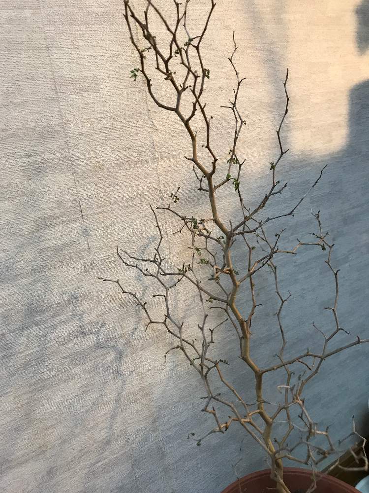 ソフォラリトルベビーの投稿画像 By あやおさん 観葉植物とソフォラ リトルベイビーと植物女子とおうち園芸 月10月27日 Greensnap グリーンスナップ