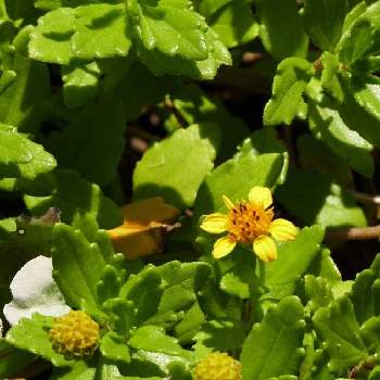 海浜植物の投稿画像一覧 Greensnap グリーンスナップ