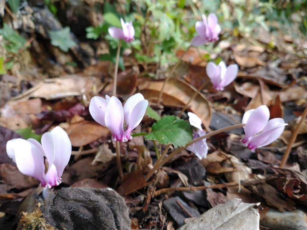 原種シクラメン Greensnap グリーンスナップ