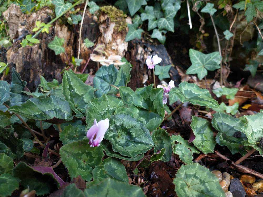 原種シクラメン Greensnap グリーンスナップ