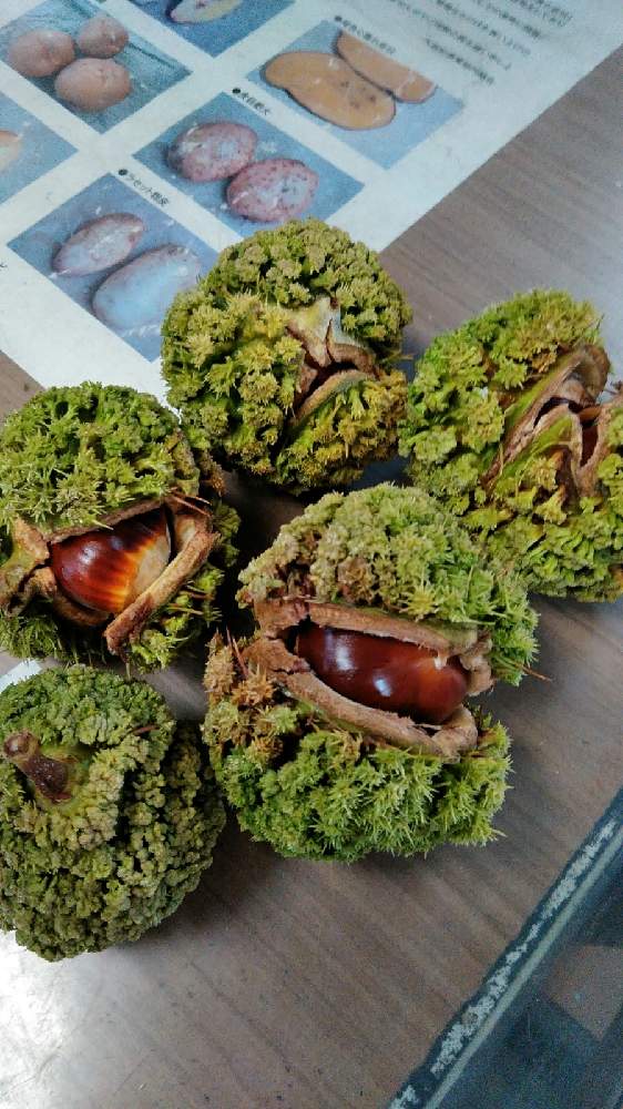 さなえさんの投稿画像 月10月27日 Greensnap グリーンスナップ