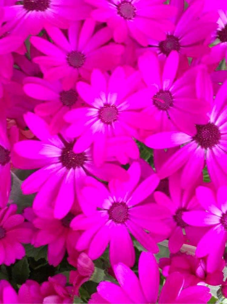 シネラリアの投稿画像 By ミンちゃんさん 秋景色とオシャレと ღ ற かわゅ とチーム愛知とお出かけ先にてと私好み 月10月27日 Greensnap グリーンスナップ