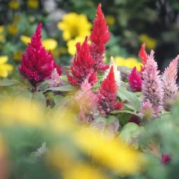 保育園の花壇の画像 by serendipityrumiさん | ケイトウと散歩と保育園の花壇と様々な色