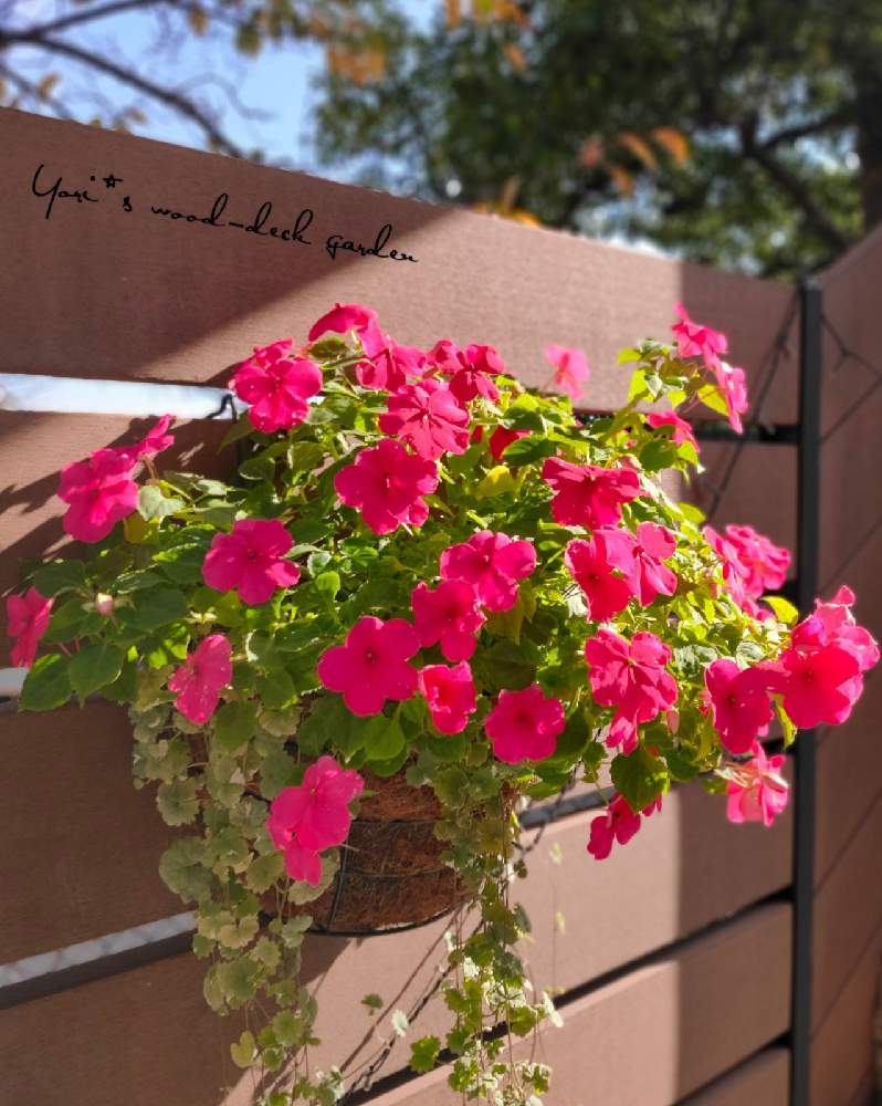 インパチェンスの投稿画像 By Yori さん ハンギングバスケットとピンクの花と寄せ植えとウッドデッキとおうち園芸とコンテナガーデンとガーデニング 月10月27日 Greensnap グリーンスナップ