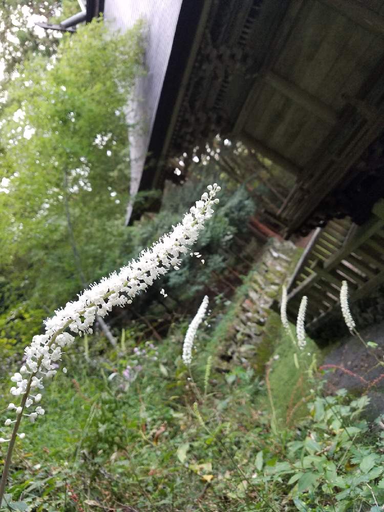 サラシナショウマの投稿画像 By 愛でるさん 神社と花のある暮らしと野に咲くお花と山野草 月10月27日 Greensnap グリーンスナップ