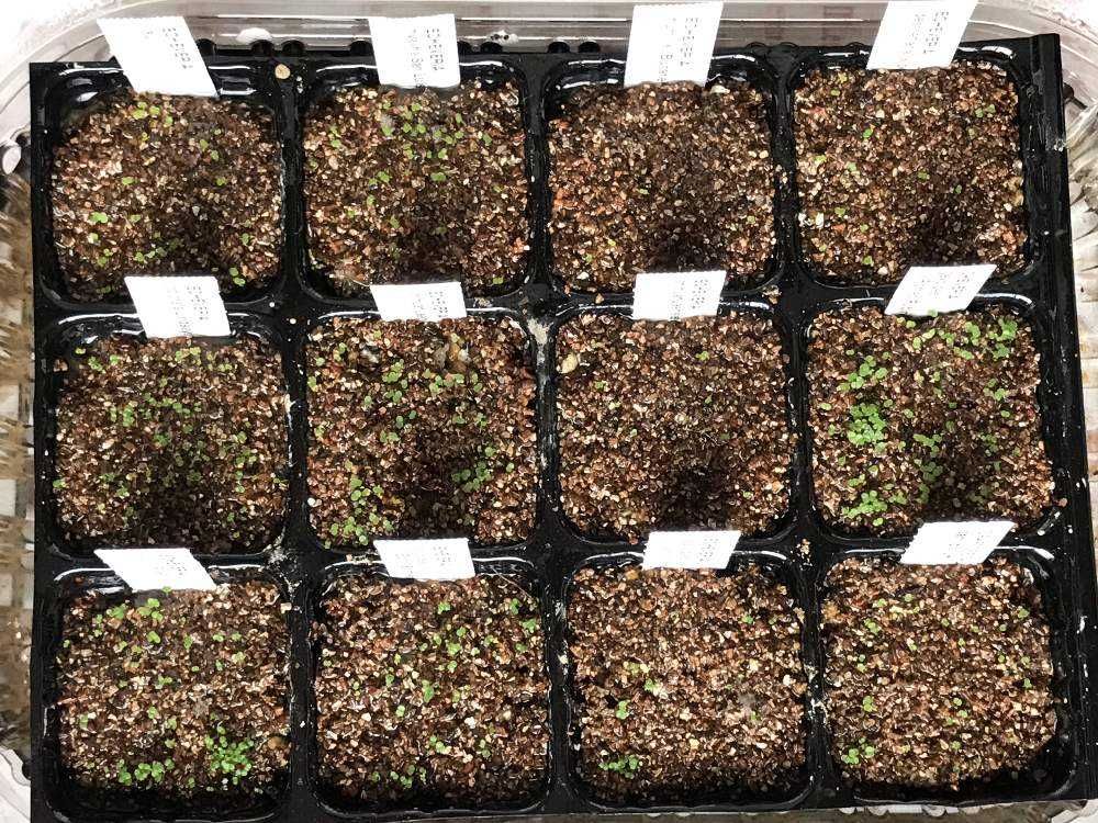 g*中様 ケーレス実生　原種　小苗3点セット Yahoo!オークション -「ケーレス」の落札相場・落札価格