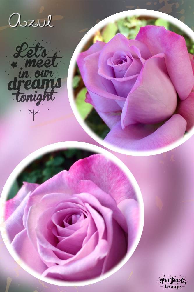 シルバースター の投稿画像 By Azul さん ばら バラ 薔薇といつもありがとう と薔薇に魅せられてと癒しと感謝とおうち園芸と秋色と美しいと綺麗 と平和を願う と薔薇 と紫の花 月10月27日 Greensnap グリーンスナップ