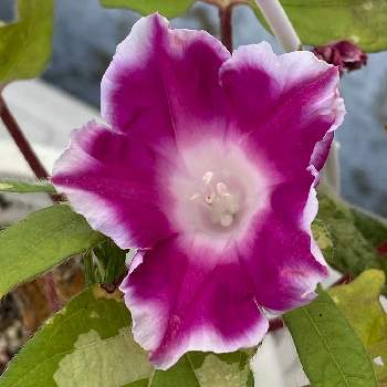 つるなし朝顔の投稿画像一覧 Greensnap グリーンスナップ