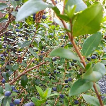 銀梅花の実の投稿画像一覧 Greensnap グリーンスナップ