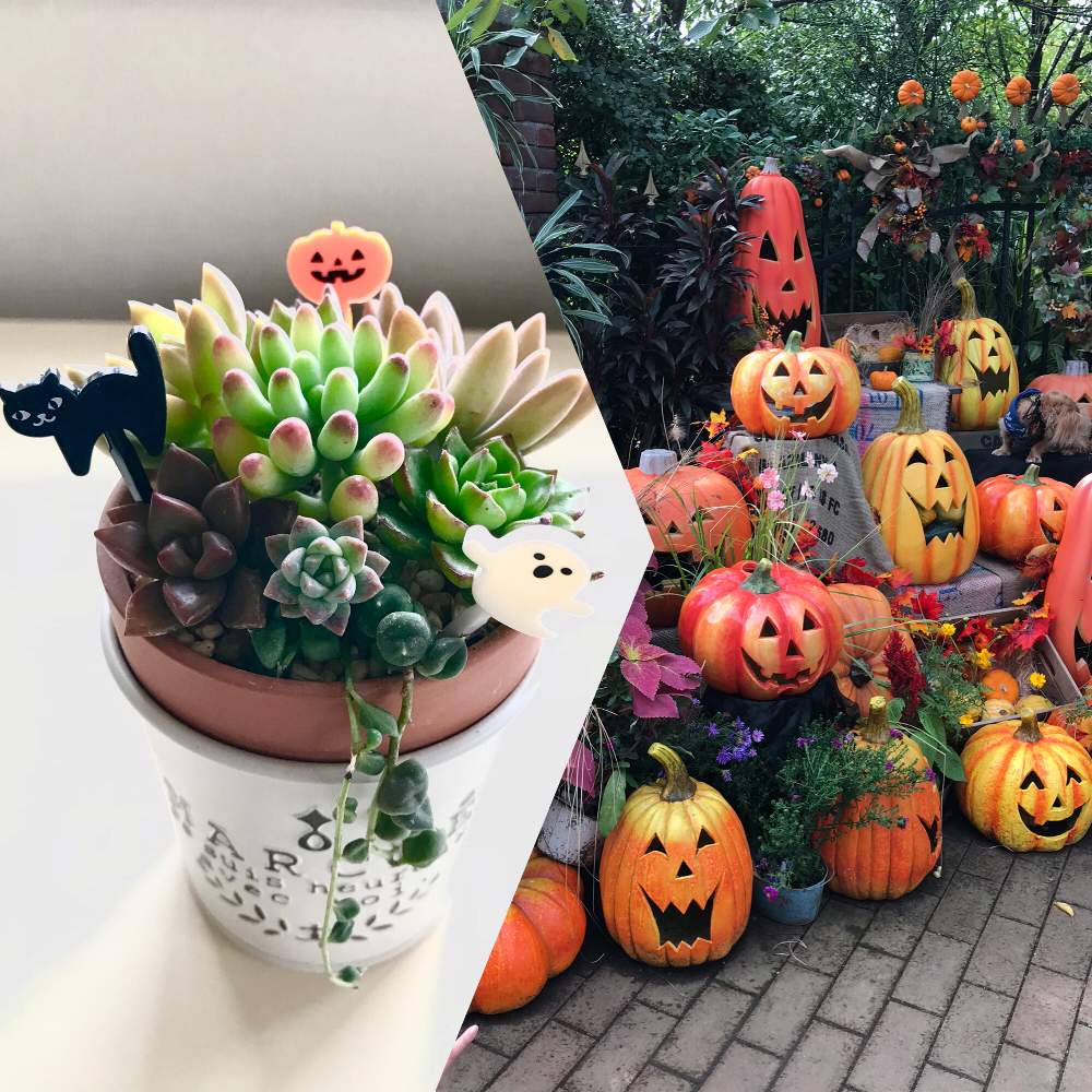インテリアの投稿画像 By スターチスさん 多肉植物とハロウィンディスプレイと多肉の棚とハロウィンとおうち園芸とお出掛け先と多肉 グリーンネックレスと多肉寄せ植えと多肉植物とハロウィンディスプレイと多肉の棚とハロウィンとおうち園芸とお出掛け先と多肉 グリーン