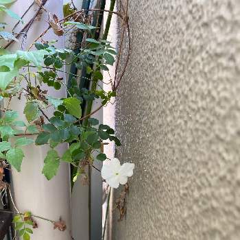 ジャスミンホワイトプリンセスの投稿画像一覧 Greensnap グリーンスナップ