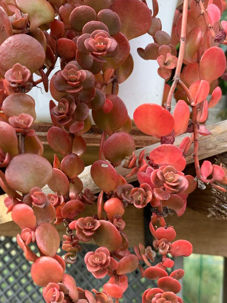 大葉丸葉万年草の投稿画像 By キムチさん 山形と可愛い と晴天 と多肉ちゃんとモコモコにとこの先 と植中毒とセダム照れてるとステップストーン セダム とステップストーン セダム 月10月27日 Greensnap グリーンスナップ