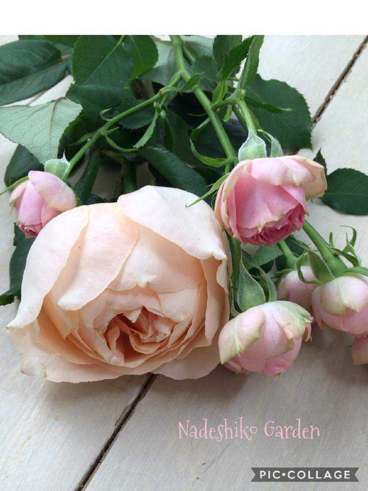 お出かけ先の投稿画像 By 撫子さん 切り花と スプレーバラとバラ アプリコット ファンデーションとバラ ぺピニオンと切り花と スプレーバラとバラ アプリコット ファンデーションとバラ ぺピニオン 月10月27日 Greensnap グリーンスナップ Greensnap