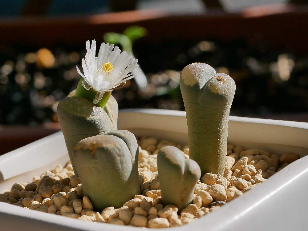 多肉植物の投稿画像 By ホイミさん メセン リトープスとメセンとリトープスの花とリトープス 李夫人と多肉女子とリトープス属と多肉植物とメセン リトープスとメセンとリトープスの花とリトープス 李夫人と多肉女子とリトープス属 月10月27日 Greensnap