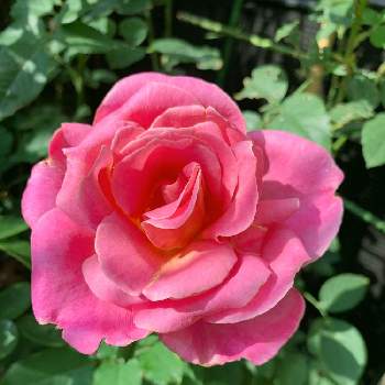 バラ ティファニーの画像 by まめるりこさん | 小さな庭とバラ ティファニーとバラ初心者とガーデニング初心者と薔薇が好き❤とおうち園芸