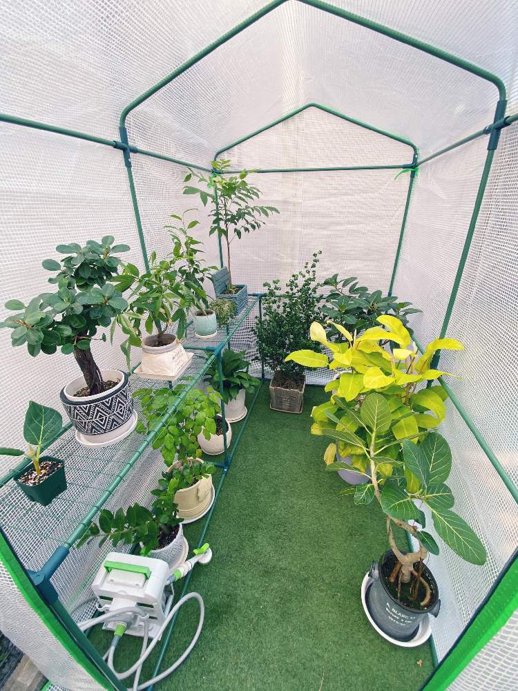 スパティフィラムの投稿画像 By こなかさん パキラとベンジャミンとフランスゴムの木とパンダガジュマルとベンジャミンバロックとオーストラリアビーンズとザミオクルカス ザミーフォリアと ヘテロパナックスとフィカスベンガレンシス オードリーとフィカスベンガレンシス