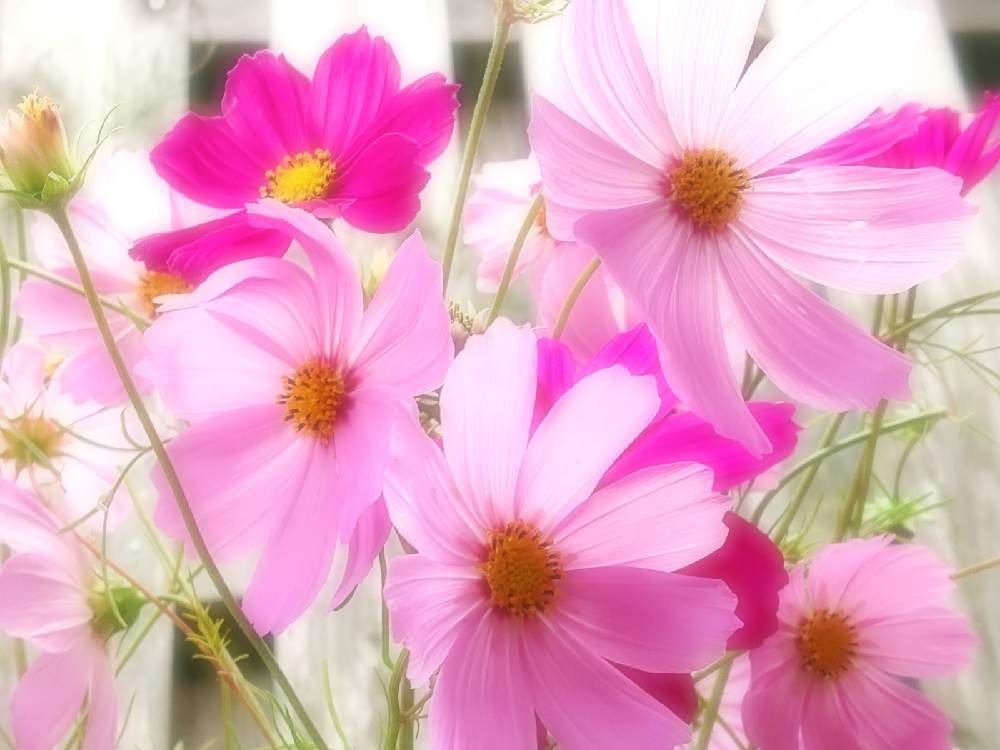 コスモスの投稿画像 By Keiさん かわいいな と花のある暮らし 月10月27日 Greensnap グリーンスナップ
