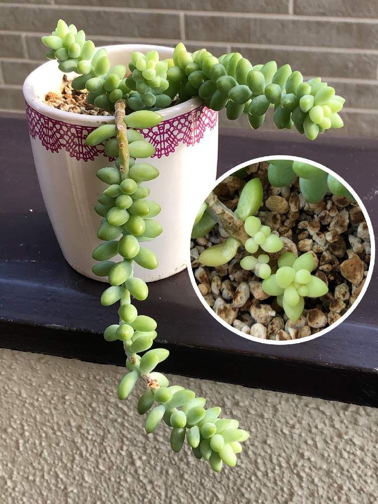 ビアーポップ 日時指定