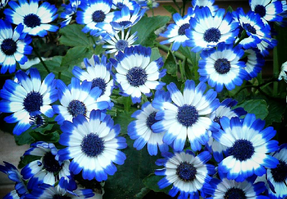 サイネリアの投稿画像 By しろさん シネラリアとサイネリア シネラリア と花の撮影とたぶん と可愛いいと青い花と撮影と今日のお花と花 の撮影とたぶん と可愛いいと青い花と撮影と今日のお花 月10月27日 Greensnap グリーンスナップ Greensnap グリーン