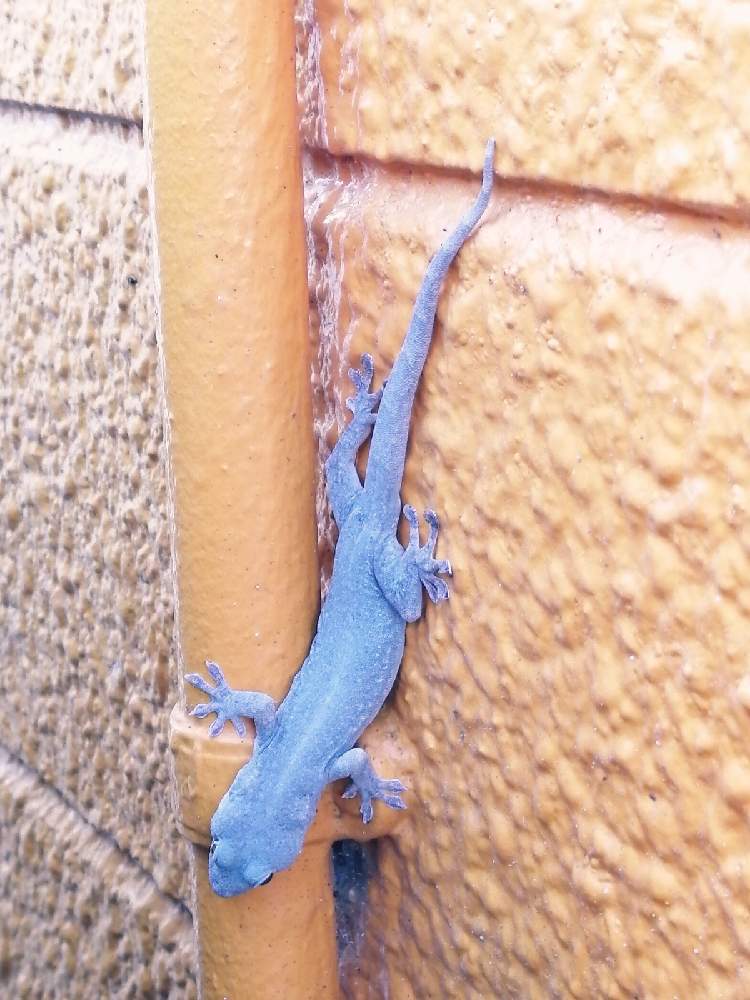 ヤモリ 家守 くんの投稿画像 By Sayukiさん 小さな庭 月10月27日 Greensnap グリーンスナップ Greensnap グリーンスナップ