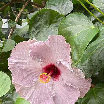 温室の花の画像 by ヨッピーさん | お出かけ先とハイビスカス　紫音とお散歩の途中と散策にてと温室の花と植物園と ハイビスカス