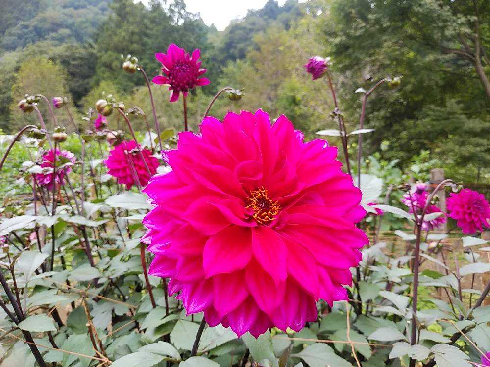 両神山麓花の郷ダリア園 Greensnap グリーンスナップ