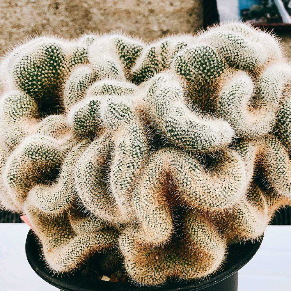 No.6 サボテンギムノカリキュウムCristata Variegated （Cactus 