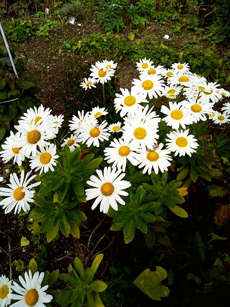 ハマギク の投稿画像 By ぴょんさん 可愛い と秋だね と綺麗なお花 と散歩と花のある暮らしと白い花 月10月27日 Greensnap グリーンスナップ