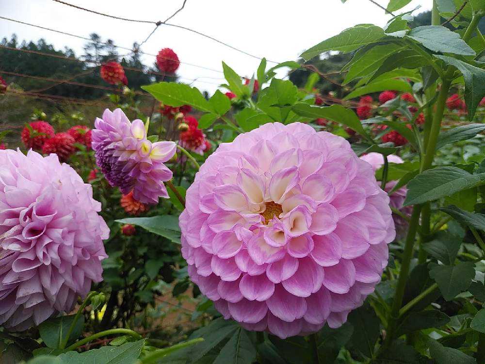 両神山麓花の郷ダリア園 Greensnap グリーンスナップ