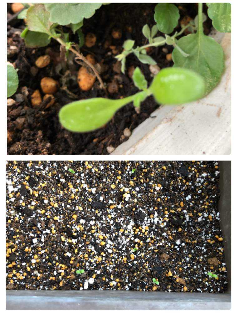 初めてのネモフィラ種蒔きと零れ種編追記 Greensnap グリーンスナップ