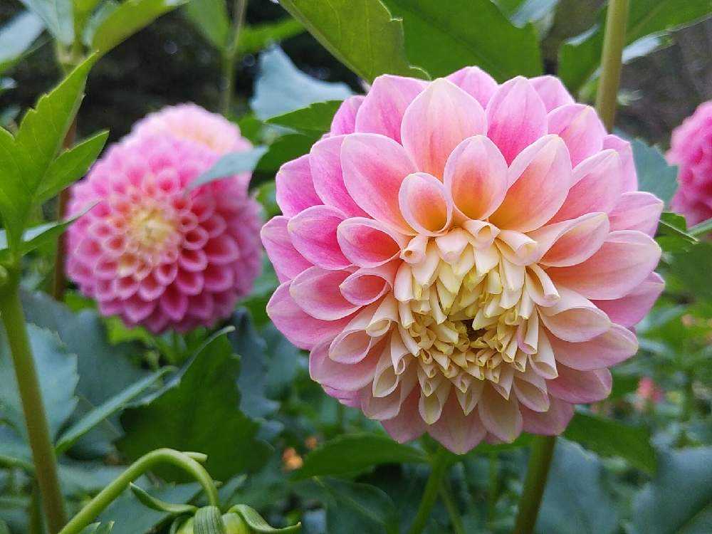 両神山麓花の郷ダリア園 Greensnap グリーンスナップ