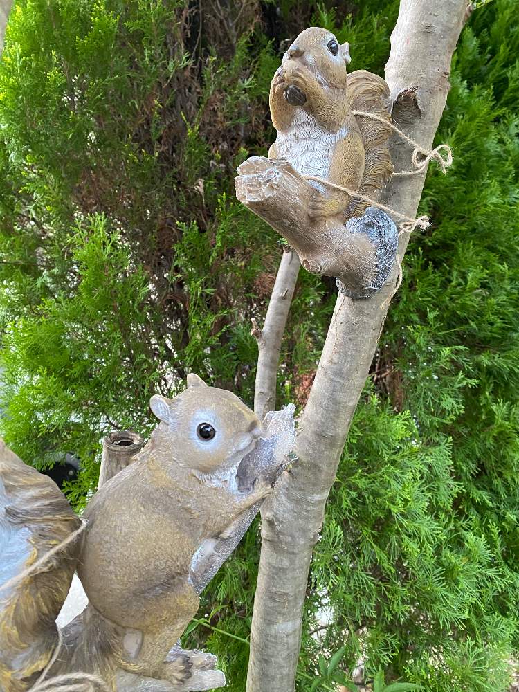 みどりのある暮らしの投稿画像 By こはもこさん リスとおうち園芸と花のある暮らしと萌黄色 月10月27日 Greensnap グリーンスナップ