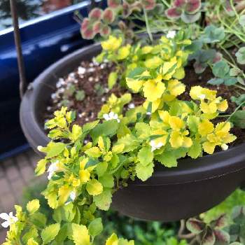 バコパの投稿画像一覧 Greensnap グリーンスナップ