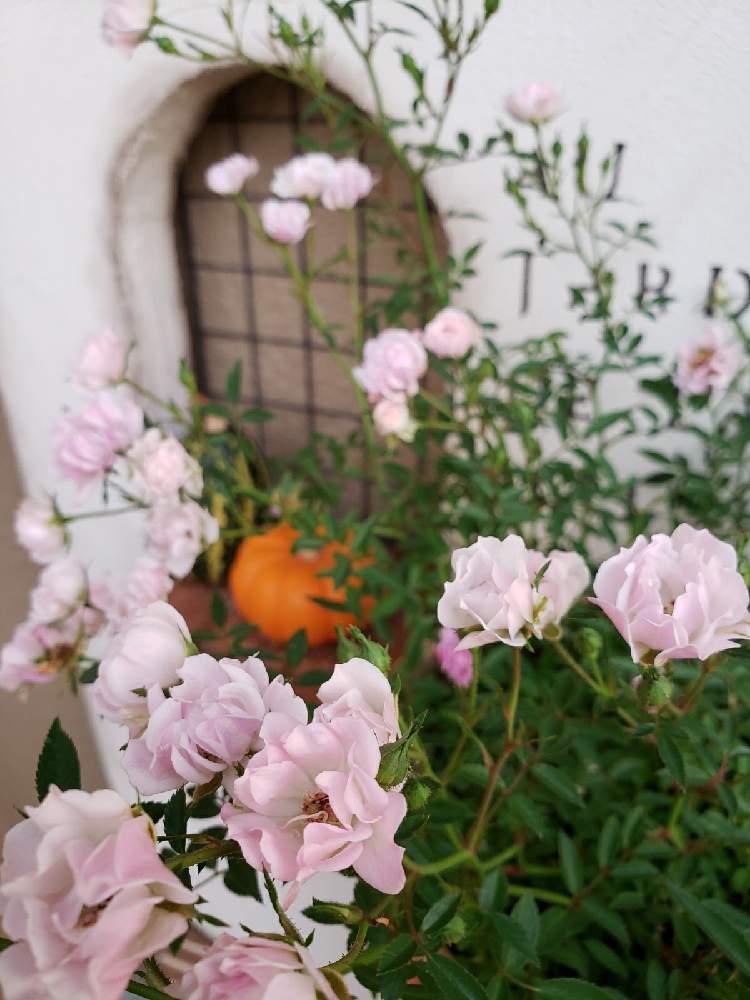 ミニバラ ほほえみの投稿画像 By Naomiさん モルタル造形と植物のある暮らしとばら バラ 薔薇とピンクの花と四季咲きと花のある暮らしとばらの香りと花が好き 月10月27日 Greensnap グリーンスナップ