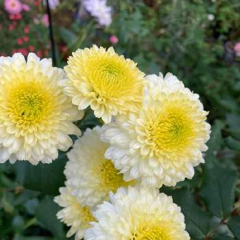 マムコレクションの投稿画像一覧 Greensnap グリーンスナップ