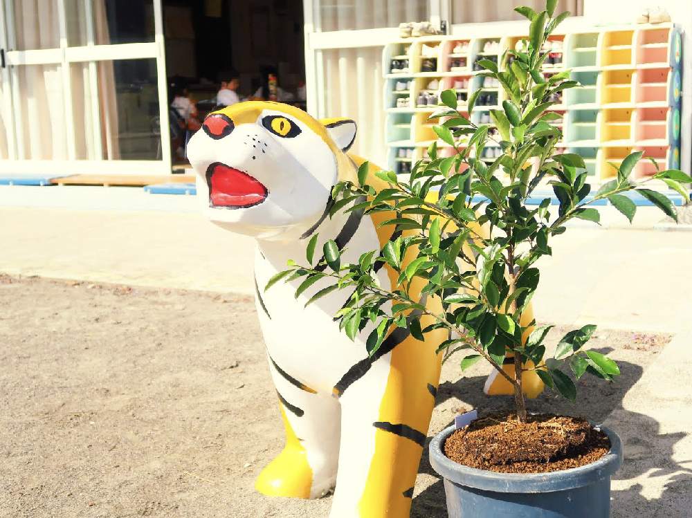 ガジュマルの投稿画像 By なります幼稚園さん 観葉植物と挿し木と幼稚園 月10月27日 Greensnap グリーンスナップ