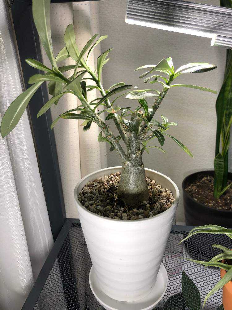 うちの子と冬の場所（チランジア以外）｜🍀GreenSnap（グリーンスナップ）