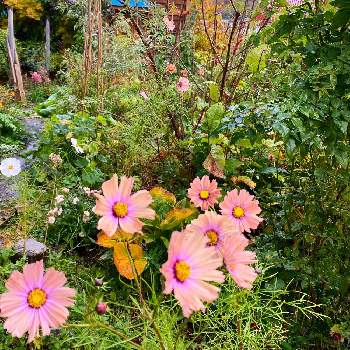 コスモス オレンジキャンパスの投稿画像一覧 Greensnap グリーンスナップ